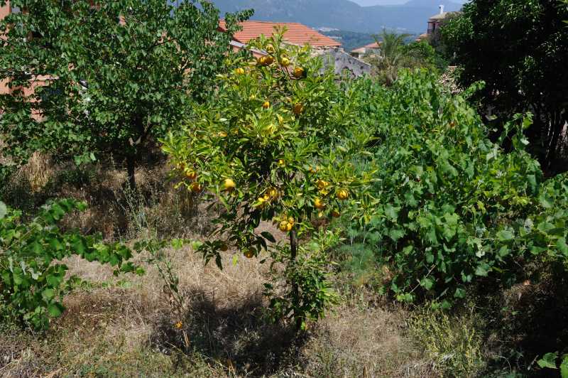 Liapades, 07.2010