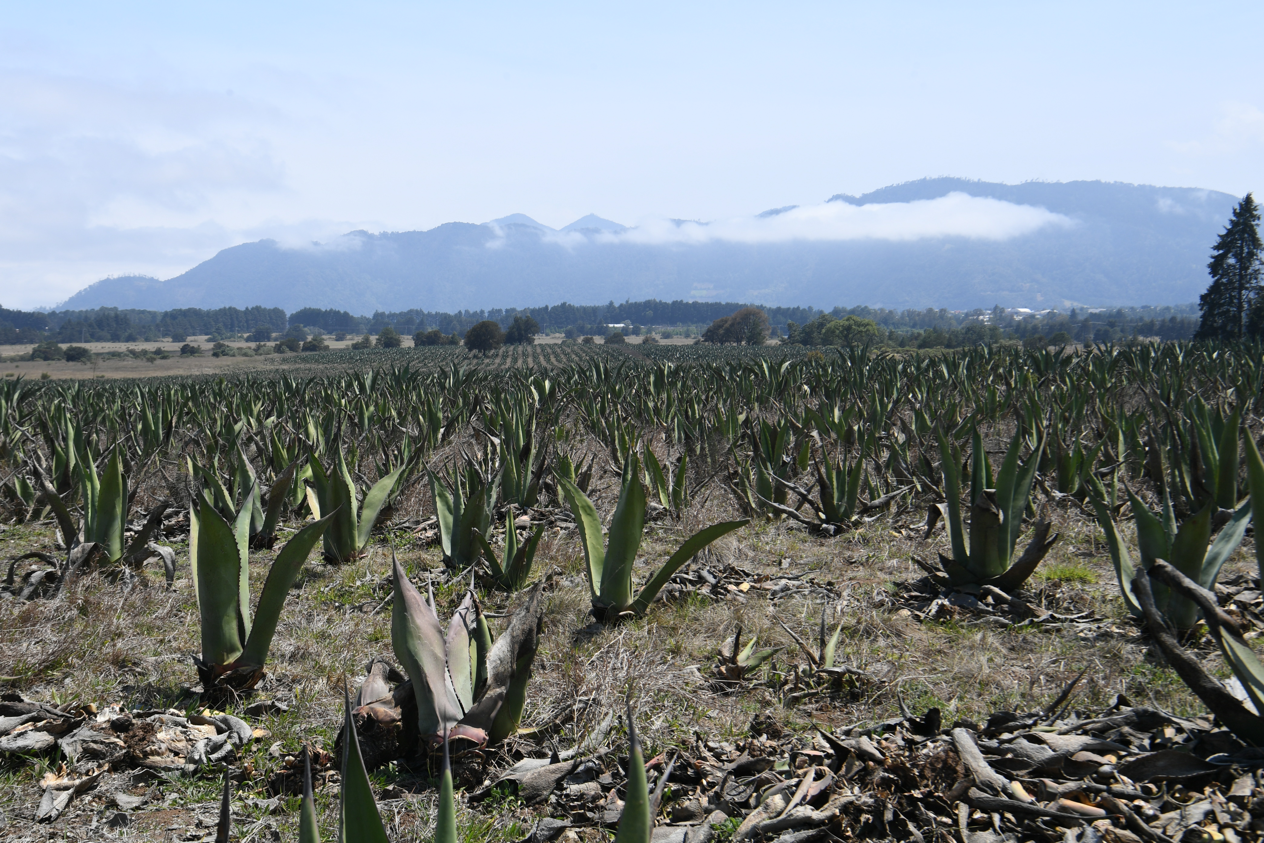 Hacienda Amoltepec, Zacatlan