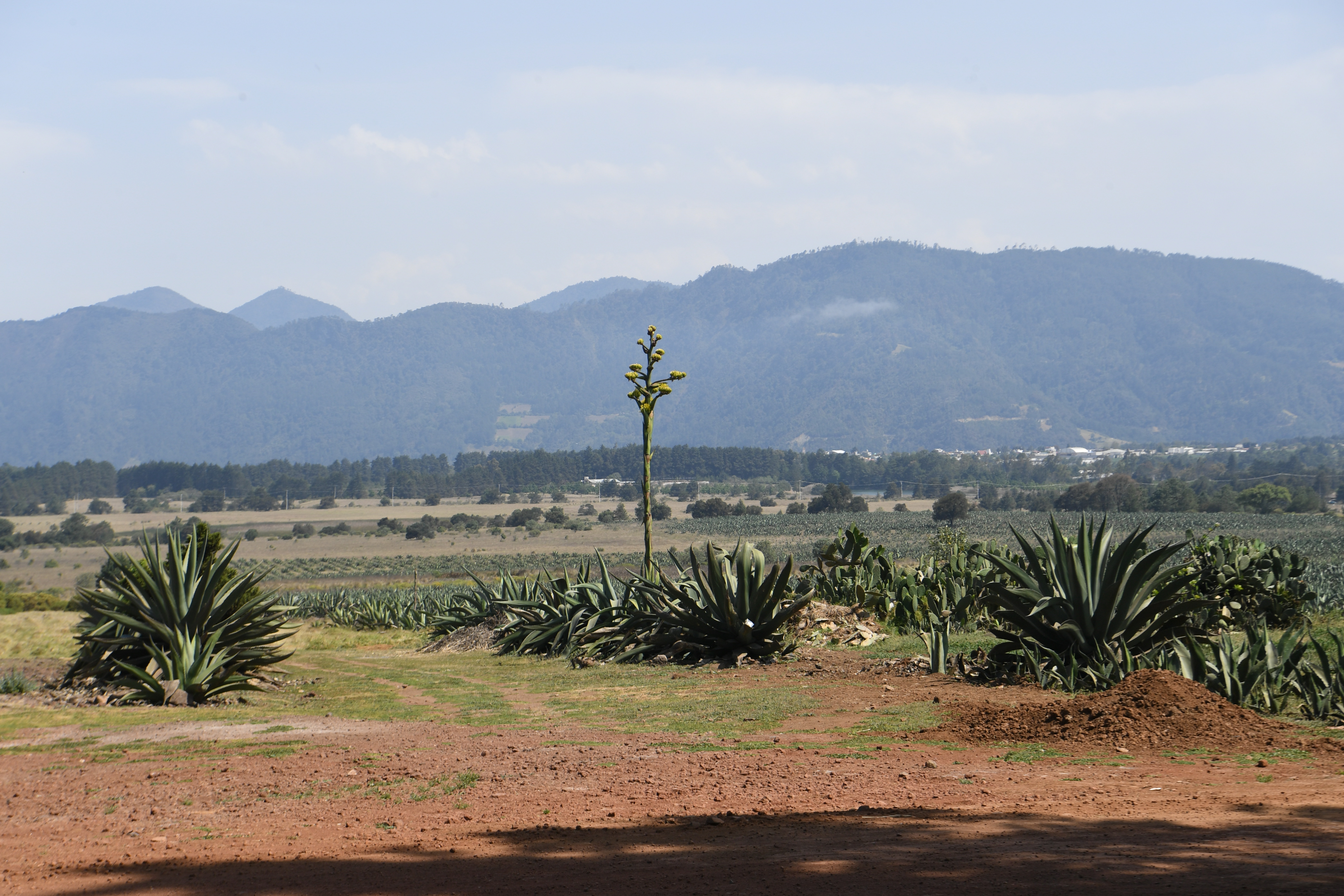 GHacienda Amoltepec, Zacatlan