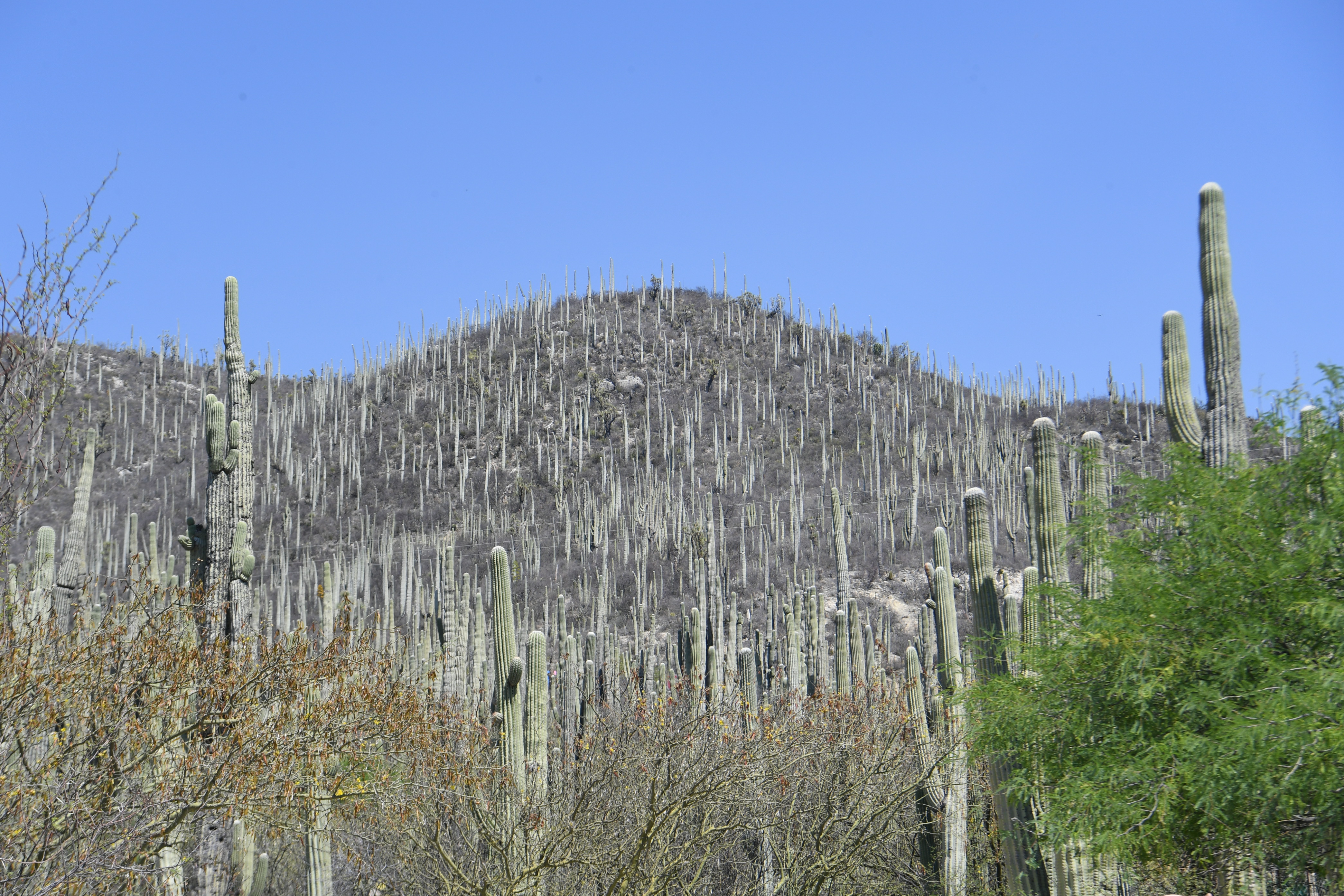 Jardin Botanico Helia Bravo Hollis, Zapotitlan