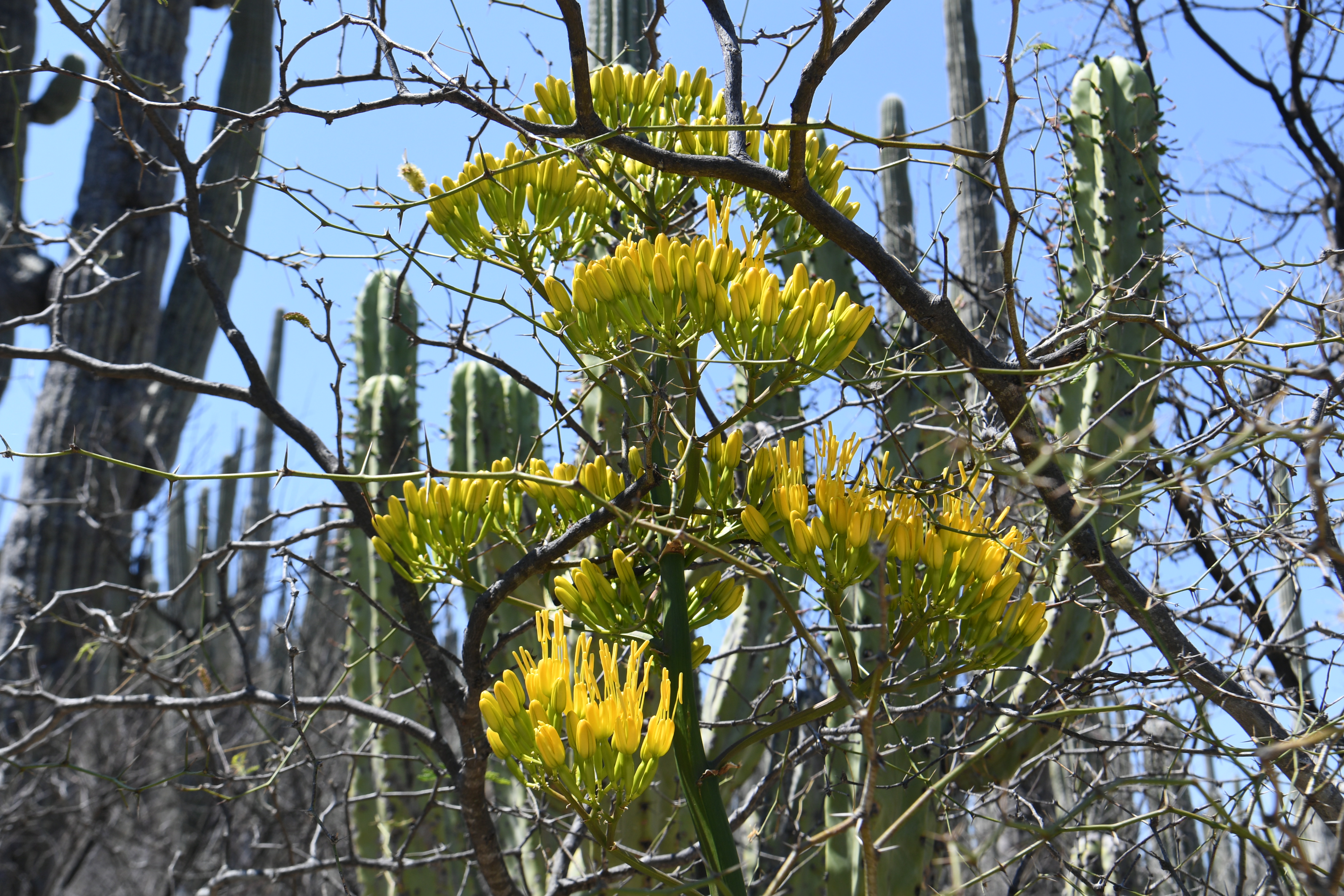 Jardin Botanico Helia Bravo Hollis, Zapotitlan