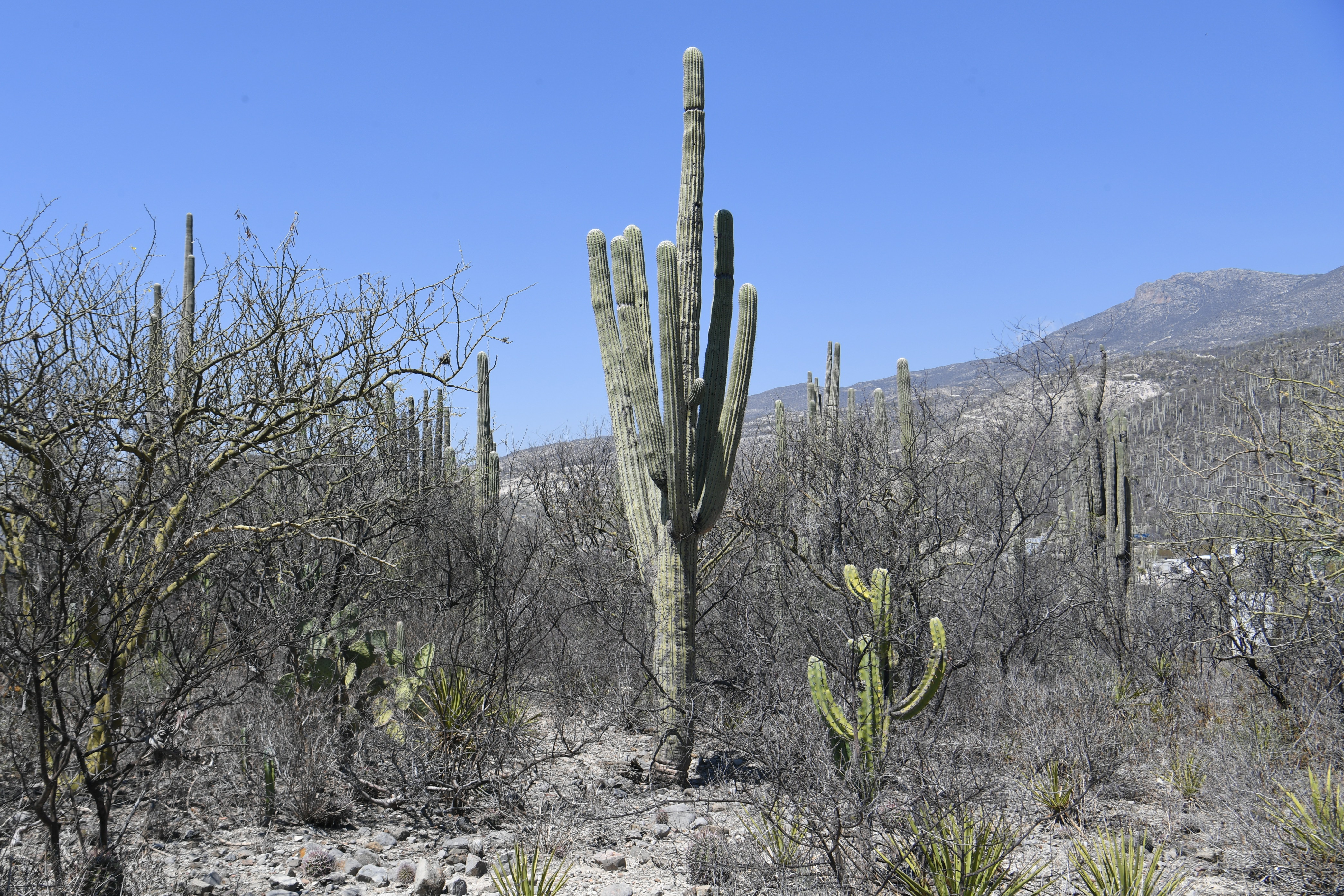 Jardin Botanico Helia Bravo Hollis, Zapotitlan