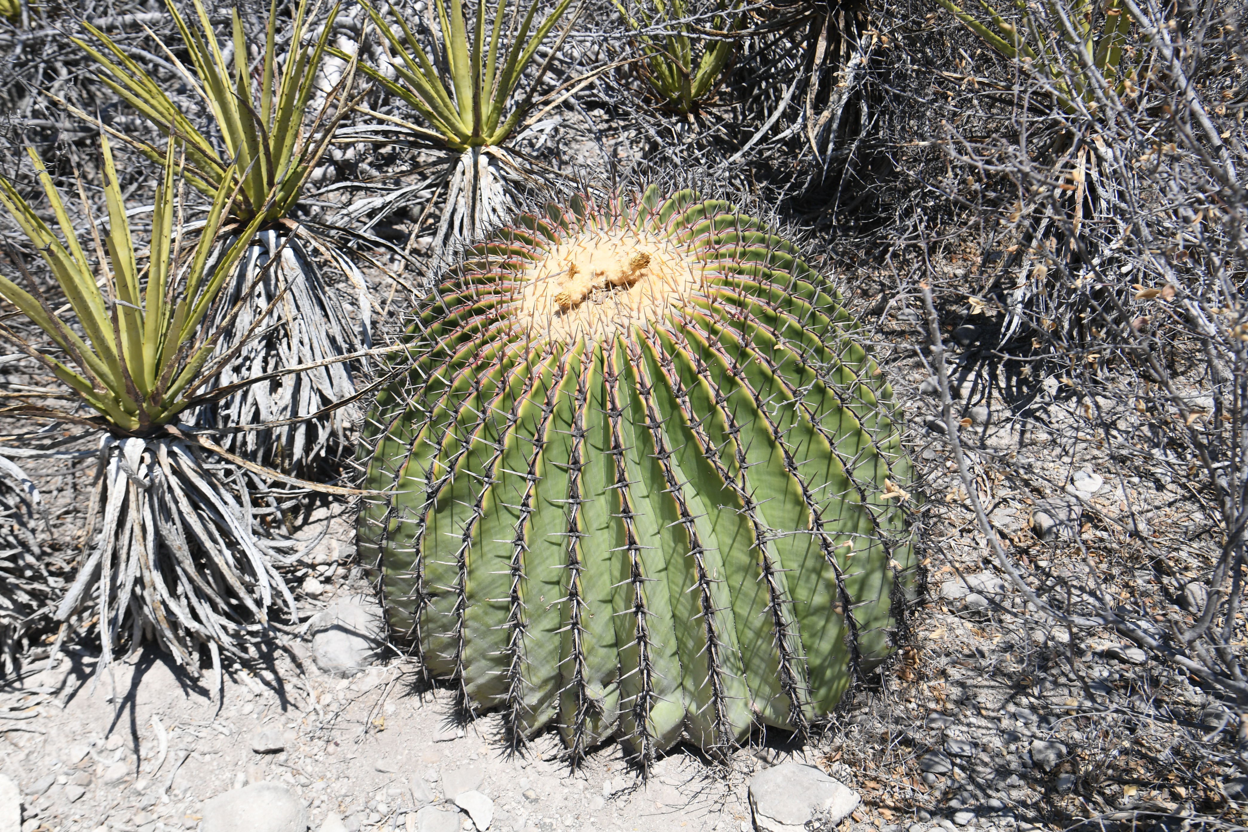 Jardin Botanico Helia Bravo Hollis, Zapotitlan