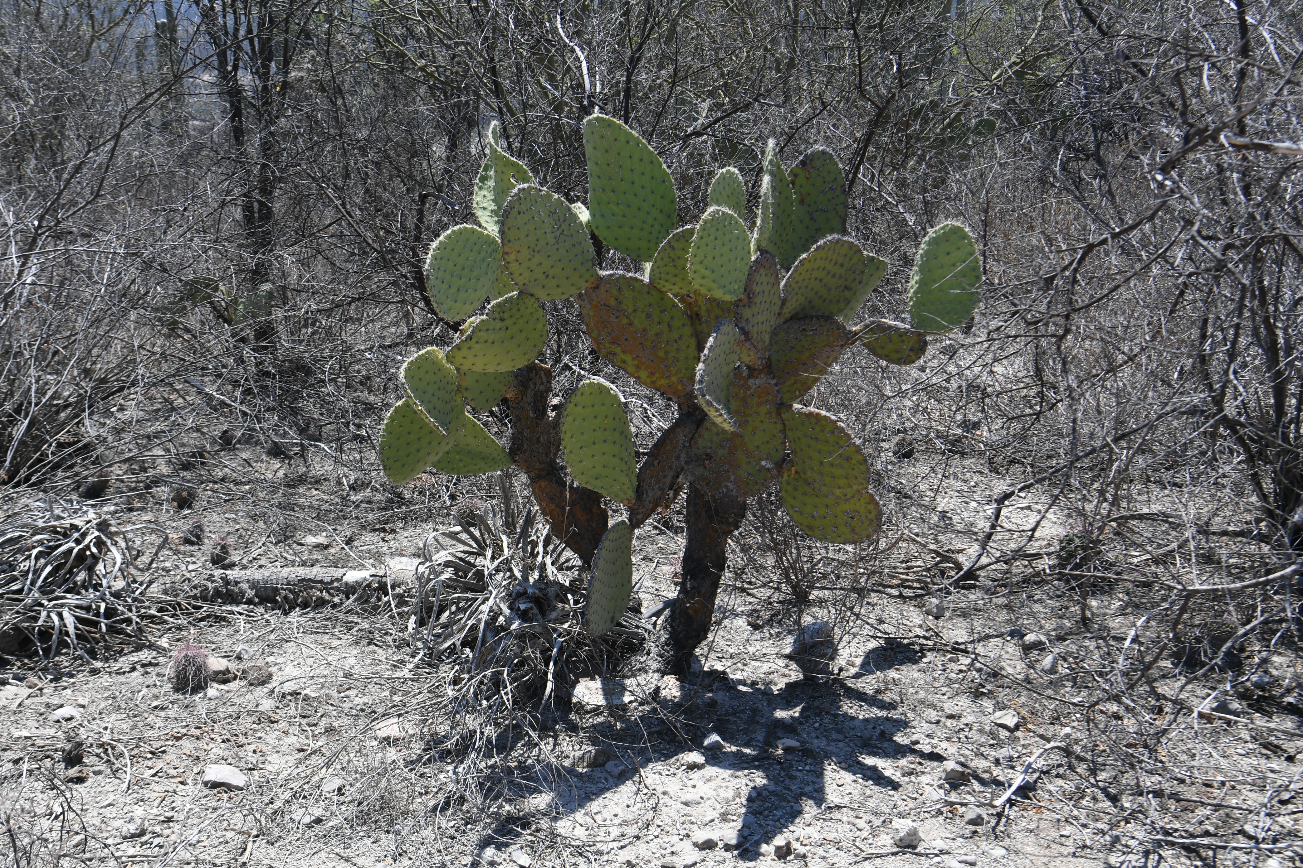Jardin Botanico Helia Bravo Hollis, Zapotitlan