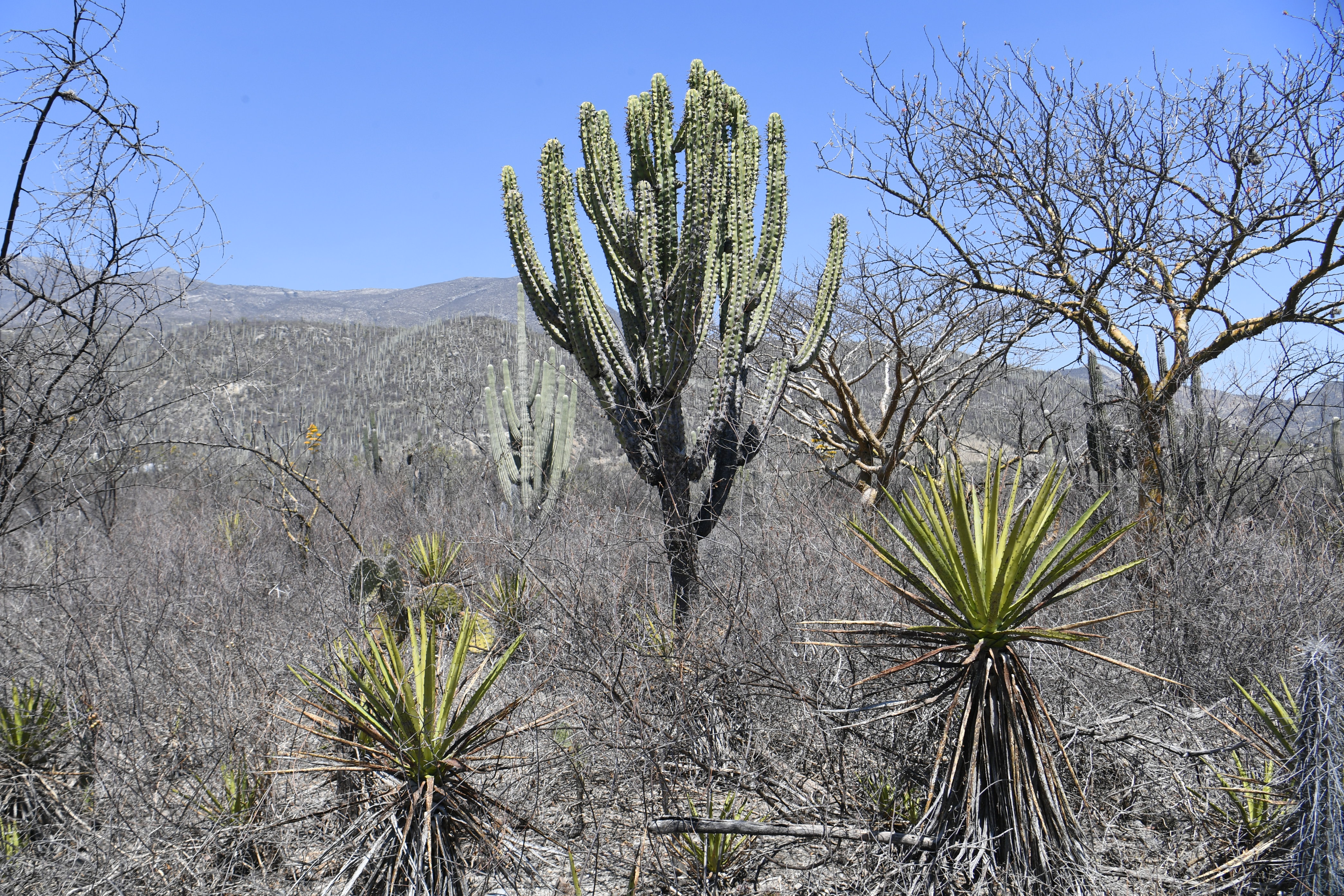 Jardin Botanico Helia Bravo Hollis, Zapotitlan