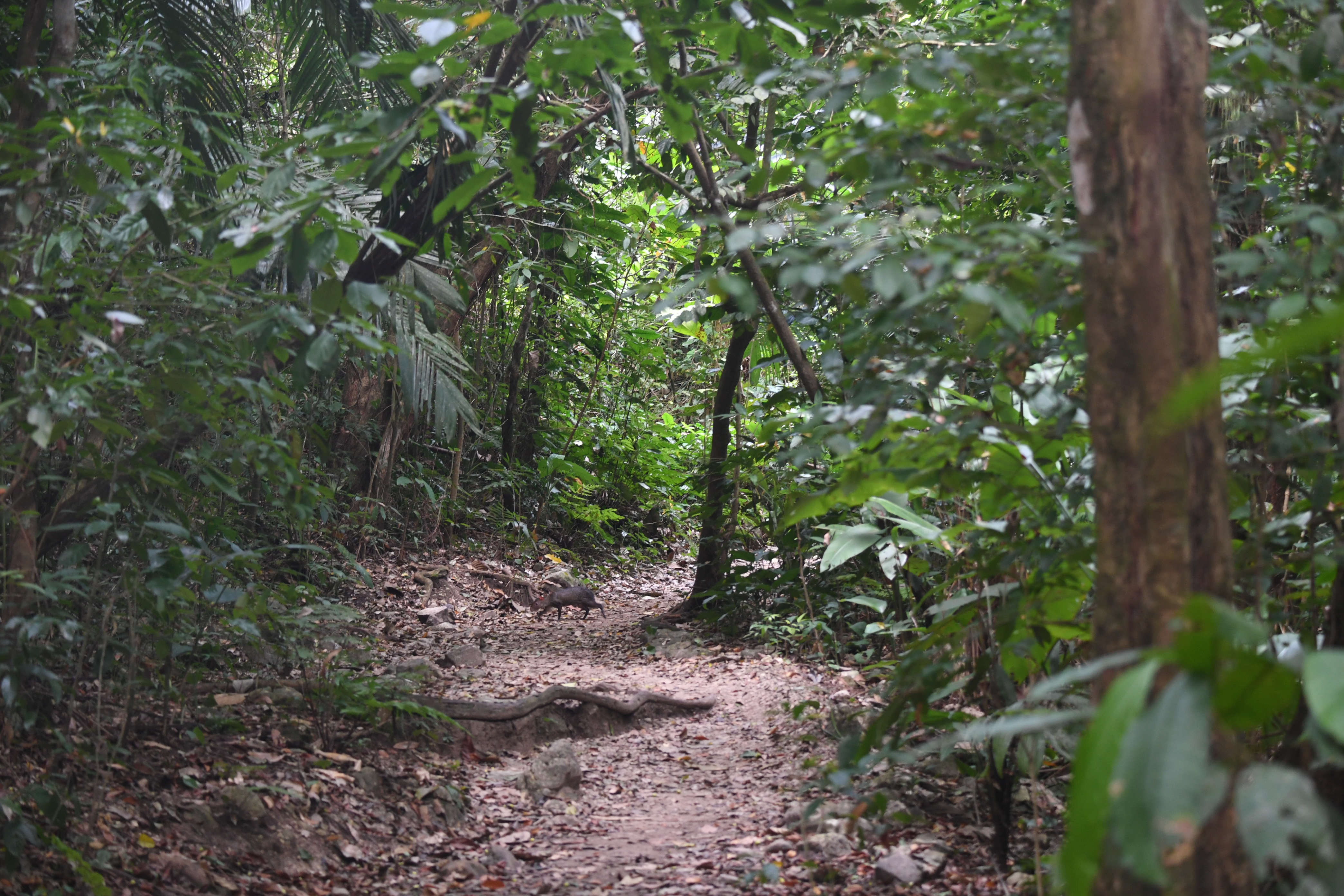 Palanque