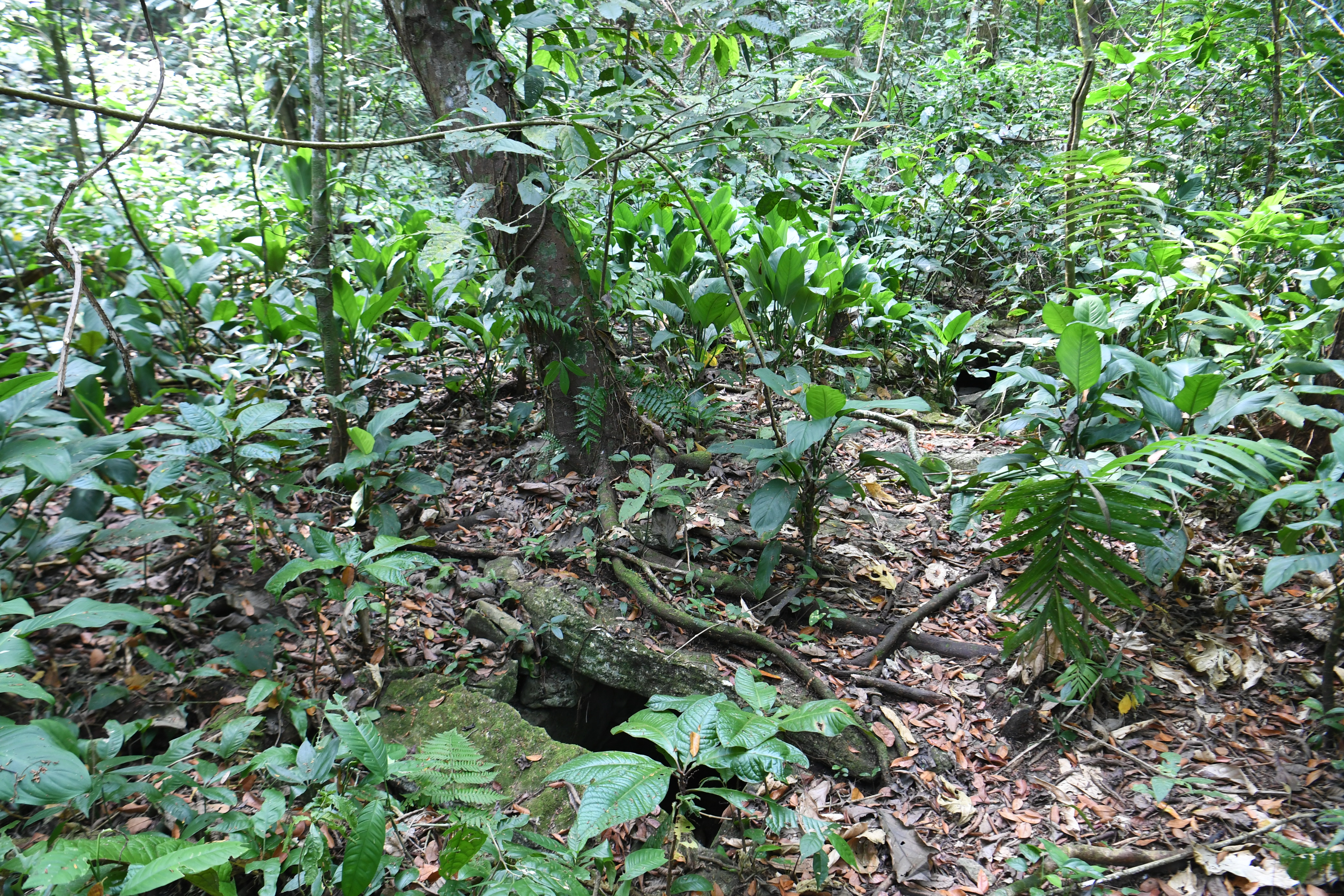 Palanque