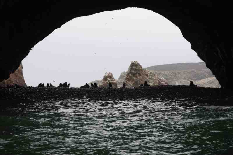Islas Ballestas, Peru, 09./10.2008