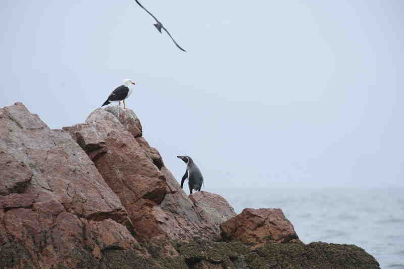 Islas Ballestas, Peru, 09./10.2008