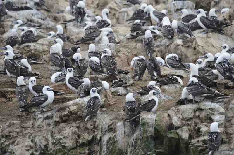 Islas Ballestas, Peru, 09./10.2008