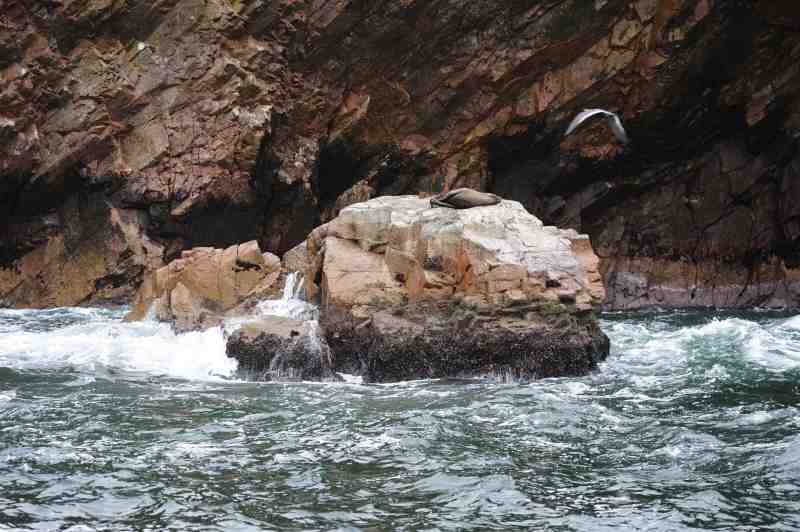 Islas Ballestas, Peru, 09./10.2008