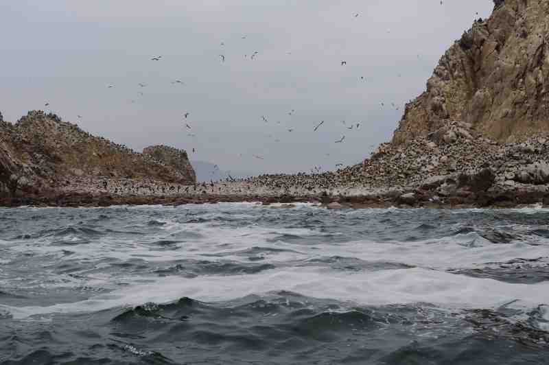 Islas Ballestas, Peru, 09./10.2008