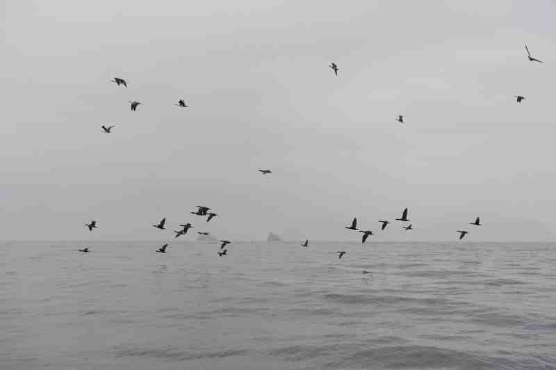 Islas Ballestas, Peru, 09./10.2008
