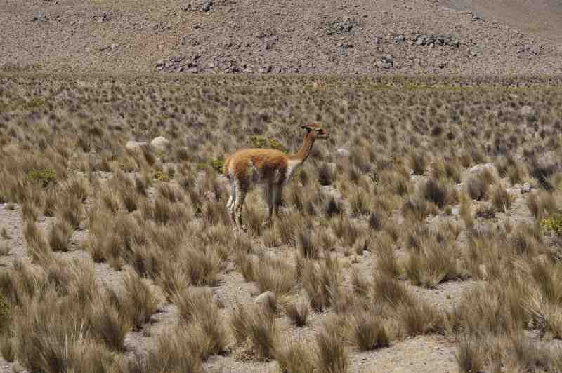 Altiplano, Peru, 09./10.2008