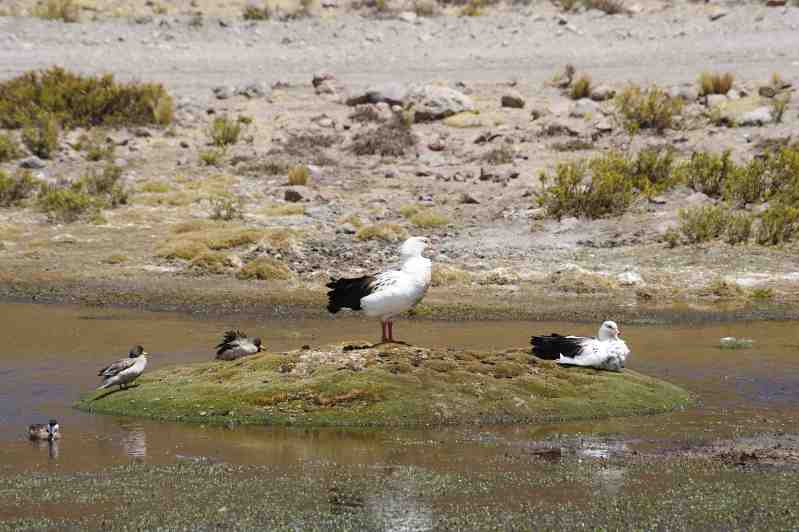 Altiplano, Peru, 09./10.2008