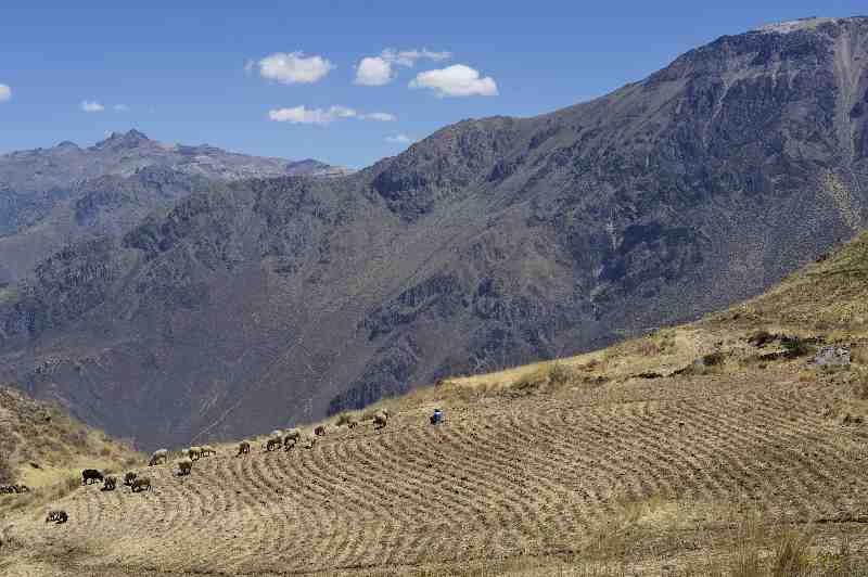 Colca Canyon, Peru, 09./10.2008