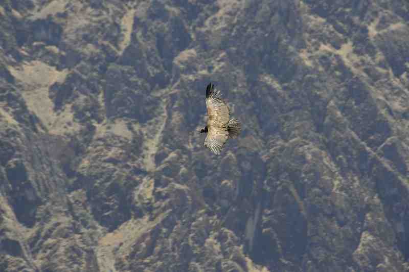 Colca Canyon, Peru, 09./10.2008