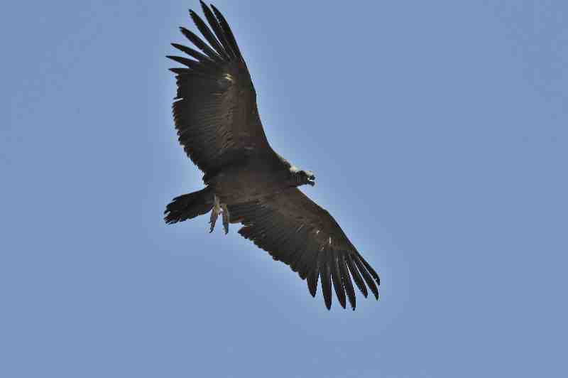 Colca Canyon, Peru, 09./10.2008
