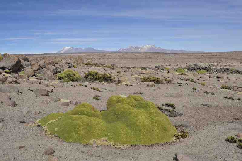 Altiplano, Peru, 09./10.2008
