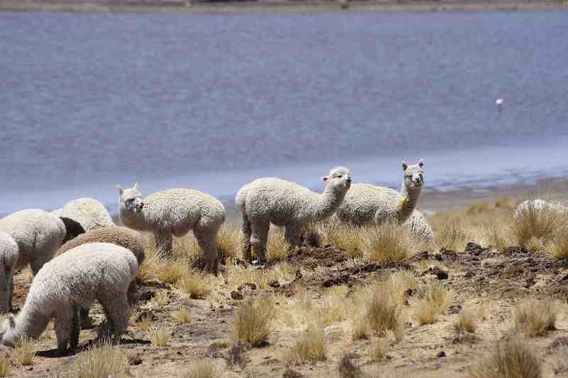 Altiplano, Peru, 09./10.2008