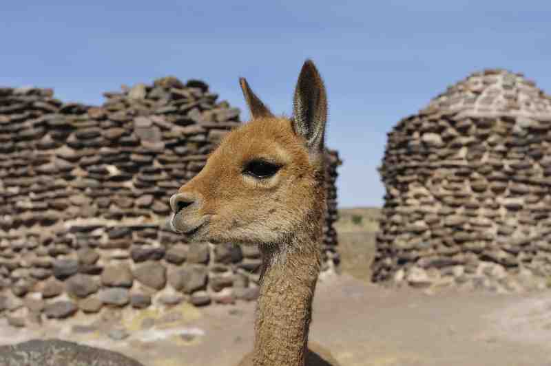 Grabt&uuml;rme von Sillustani, Peru, 09./10.2008