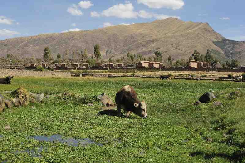 Raqchi, Wiracocha Ruinen, Peru, 09./10.2008