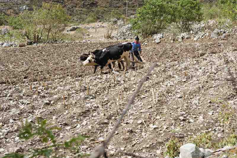 Inkatrail, Peru, 09./10.2008