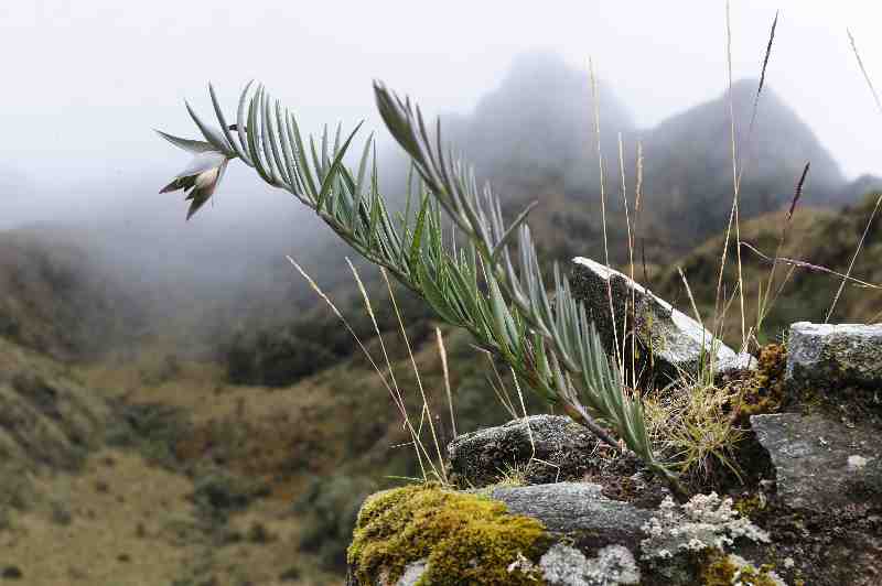 Runkurakay, Inkatrail, Peru, 09./10.2008