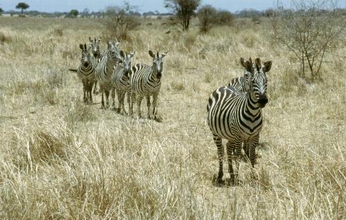 Tarangire N.P.