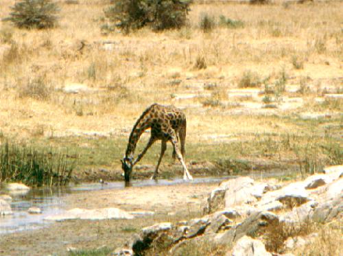 Tarangire N.P.