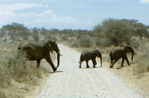 Tarangire N.P.