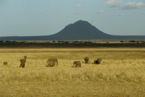 Tarangire N.P.