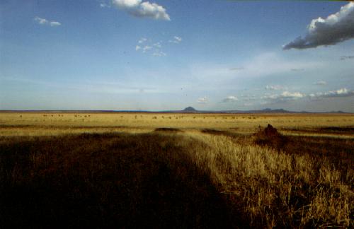 Tarangire N.P.
