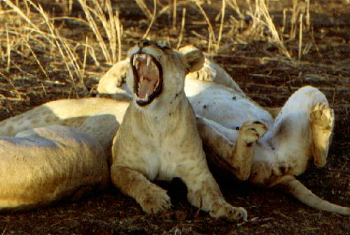 Tarangire N.P.