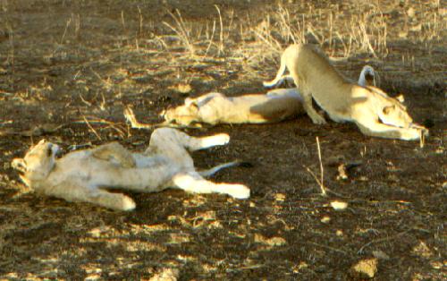 Tarangire N.P.