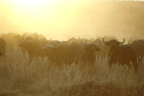Tarangire N.P.
