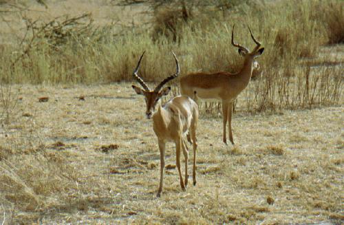 Tarangire N.P.