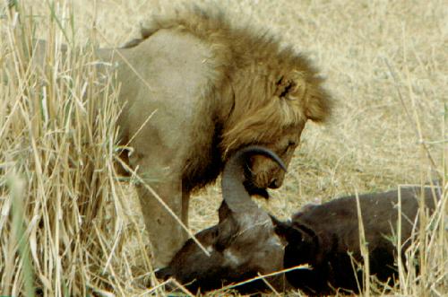 Tarangire N.P.
