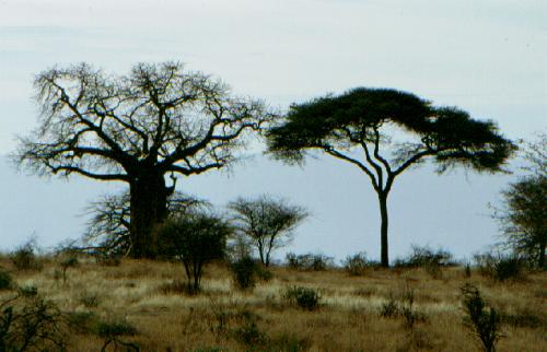 Tarangire N.P.
