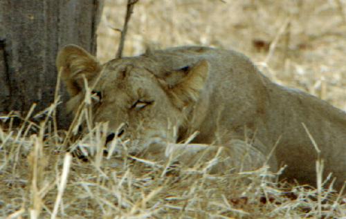 Tarangire N.P.