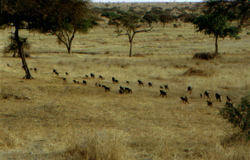 Tarangire N.P.