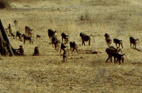 Tarangire N.P.