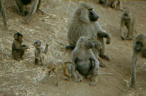 Tarangire N.P.
