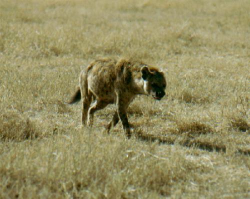 Ngorongoro Krater N.P.