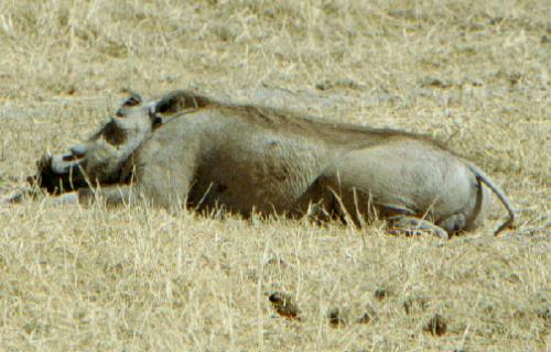 Ngorongoro Krater N.P.