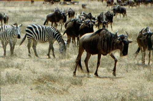 Ngorongoro Krater N.P.