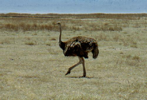 Ngorongoro Krater N.P.