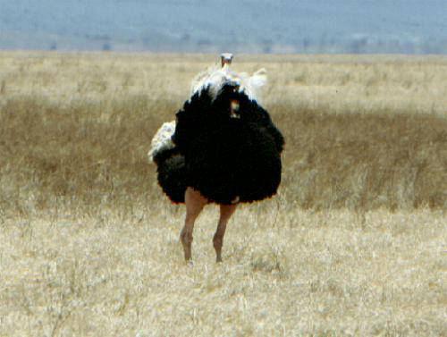 Ngorongoro Krater N.P.