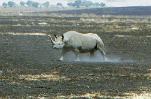 Ngorongoro Krater N.P.
