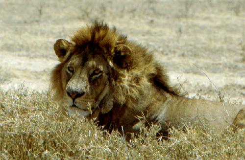 Serengeti N.P.